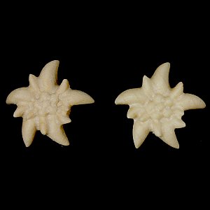 3806 - Orecchini stella alpina a perno